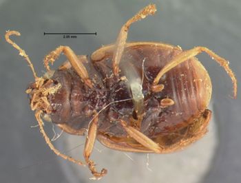 Media type: image;   Entomology 33479 Aspect: habitus ventral view